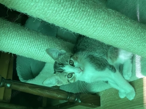 Pisicii spre adopție 