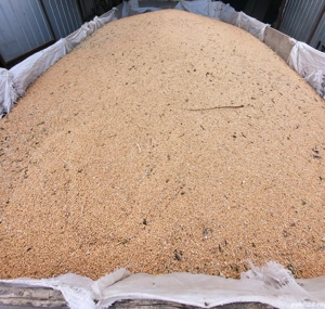 Vând grâu 2025 - imagine 2