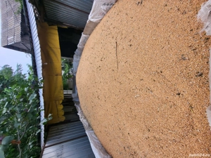 Vând grâu 2025 - imagine 3