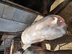 Scroafe de reproducție sau taiat - imagine 4