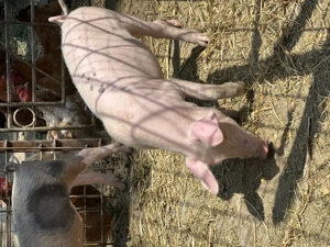 Vand purcei rasa pietrair