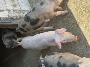 Vand purcei rasa pietrair - imagine 2 Vand purcei rasa pietrair - imagine 2