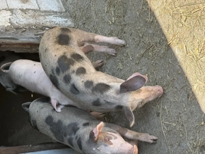 Vand purcei rasa pietrair - imagine 3 Vand purcei rasa pietrair - imagine 3