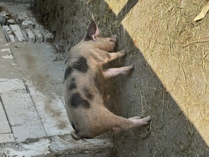 Vand purcei rasa pietrair - imagine 5 Vand purcei rasa pietrair - imagine 5