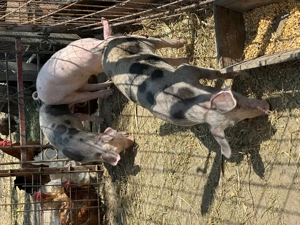 Vand purcei rasa pietrair - imagine 4 Vand purcei rasa pietrair - imagine 4