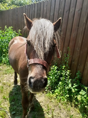 Vând ponei pentru echitație 