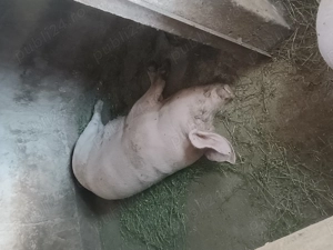 Vând purcei și porci mari preț negociabil - imagine 2