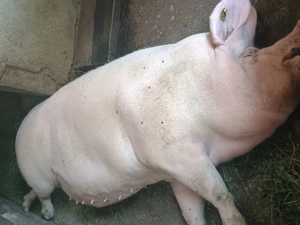 Vând purcei și porci mari preț negociabil - imagine 4