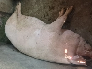 Vând purcei și porci mari preț negociabil - imagine 5