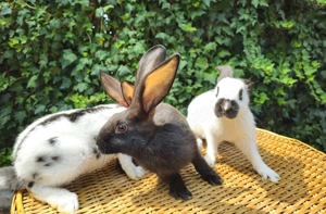 Pui Fluture German - imagine 2