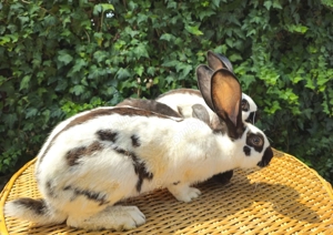 Tineret Fluture German - imagine 2