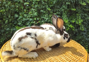 Tineret Fluture German - imagine 3