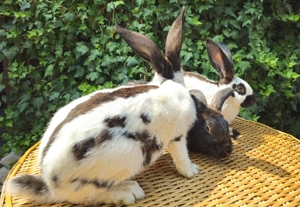 Tineret Fluture German