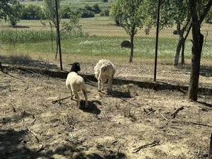 Vand berbec Dorper - imagine 5