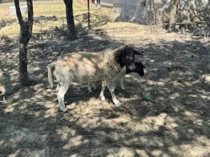 Vand berbec Dorper - imagine 4