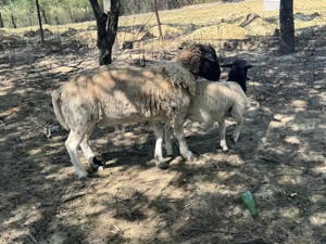 Vand berbec Dorper - imagine 3