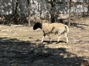 Vand berbec Dorper - imagine 2