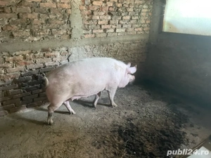 porc greutate peste 330 de kg - imagine 2 porc greutate peste 330 de kg - imagine 2