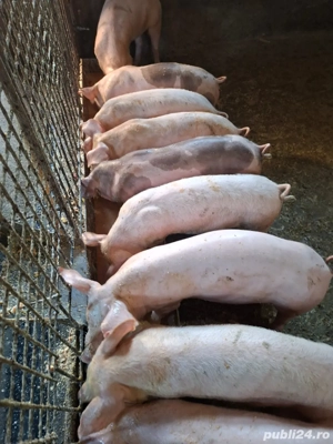 vand purcei de carne  - imagine 4