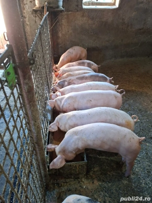 vand purcei de carne  - imagine 3