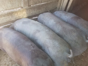 Porci de rotisor până la 100 kg