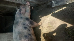 Vând purcea.120-130 kg 