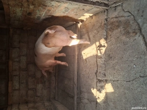 porc de vânzare  - imagine 2 porc de vânzare  - imagine 2