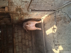 porc de vânzare  - imagine 2 porc de vânzare  - imagine 2