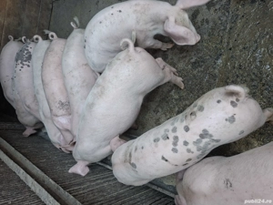 Purcei de rasa de vanzare