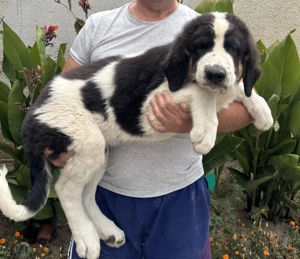 Ciobanesc de Bucovina