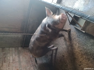 vând porci 