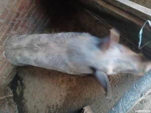 vând porci  - imagine 2