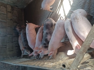 vând purcei  - imagine 2