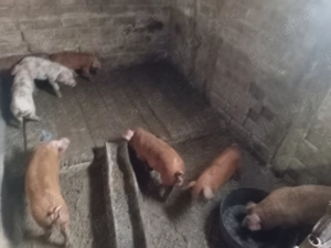 Purcei vanzare  - imagine 3