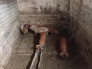 Purcei vanzare  - imagine 4