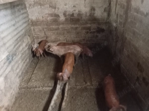 Purcei vanzare  - imagine 2