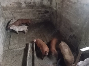 Purcei vanzare  - imagine 5