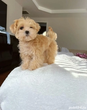 bichon havanez auriu 2 luni