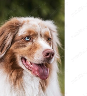 Plimbare caini   pet sitting pisici si caini