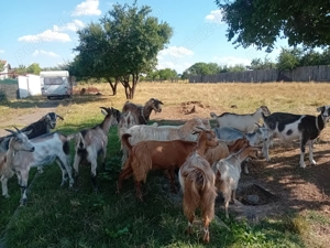 Câțiva iezi își cauta casa noua - imagine 3 Câțiva iezi își cauta casa noua - imagine 3