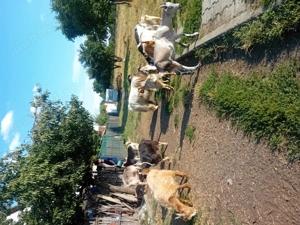 Câțiva iezi își cauta casa noua - imagine 2 Câțiva iezi își cauta casa noua - imagine 2