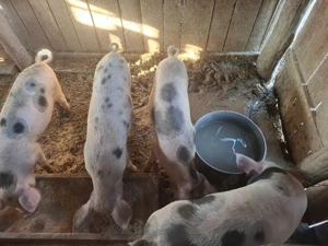 Vand purcei in jur de 30 kg