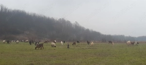 Vând capre metis 50 de bucăți 