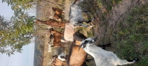 Vând capre metis 50 de bucăți  - imagine 5