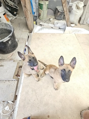 Ciobanesc Belgian Malinois