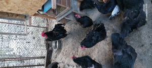 Australorp familie si cocosi americani
