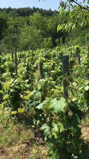 Proprietar vand casa cu teren  in sat Buicesti, negociabil, judetul Mehedinti - imagine 9