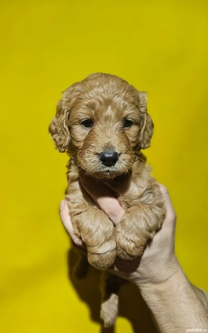 cățeluși Labradoodle