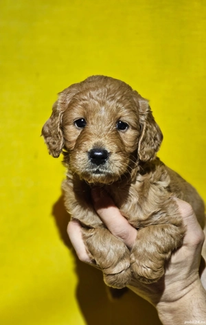 cățeluși Labradoodle  - imagine 2