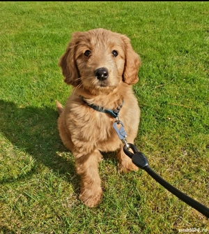 cățeluși Labradoodle  - imagine 4